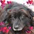Nina Peckinpaugh's profile image