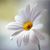 Tiffany Saldivar's profile image