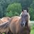 Tammy Levit-Jones's profile image