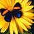 Kim Majeski's profile image