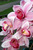 Patricia D.'s profile image
