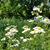 Liz Inness-Brown's profile image