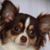 Linda Ann Pollock Chilcote's profile image