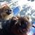 Janice Baston Mansell's profile image