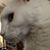 Dawn Colan Mason's profile image