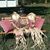 Sylvia Jackson-Perry Lear's profile image
