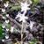 Susie Hillard's profile image