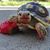 Larry Shafer's profile image