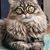 Mary Abraham's profile image