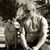 Al Darcy III's profile image