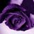 Martha Duben's profile image