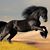 Mohammed Saher Ibrahim's profile image