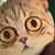 Holli Lane Combs's profile image