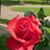 Lynn Sletta's profile image