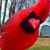 Judy Schumann Magelitz's profile image