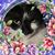 Rose Alvarez-Cantu Marroquin's profile image