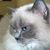 Ruth Alpaugh's profile image