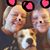 Lisa L. Gordon's profile image