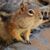 Angie Osher's profile image