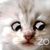 Royiel Herrera's profile image
