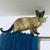 Tracey R. Campana's profile image