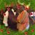 Rosalind Thompson's profile image