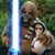 Karen Mears's profile image