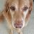 Camilla Hollenbeck Morrison's profile image