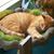 Karen Maslek's profile image