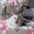 Gail L Kofkee's profile image