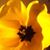 Cindy Stevens Allen's profile image