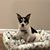 Leah Cathleen's profile image