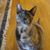 Jennifer Sousa's profile image