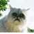 Jenny Tangney Camerini's profile image