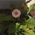 Marianne Lough Volpert's profile image