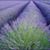 Annette McFarlin's profile image