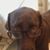 Debbie Colaiacovo DiLeone's profile image
