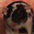 Joan M Harrison's profile image