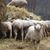 Susan Menzel's profile image