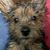 Gillian Houdeshell's profile image