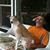 Divadog Whippet's profile image