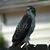 Shirley Shaheen's profile image