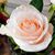 Irais Flores Tenorio's profile image