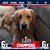 Ron Arigo's profile image