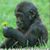 Cookie Cunningham's profile image