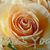 Debbie Clark Eichler's profile image