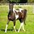 Julieann Meredith Overholt's profile image