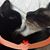 Deborah Hoke's profile image