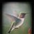 Lena Manza's profile image