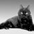 Wendy Plymale Hamilton's profile image